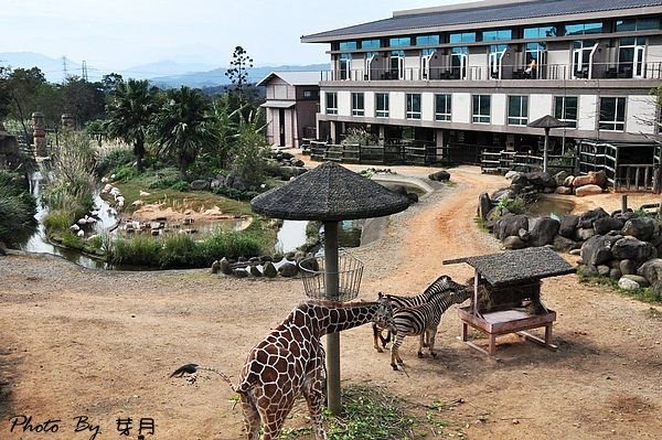 新竹關西六福莊生態渡假旅館草原歷險長頸鹿老虎獅子
