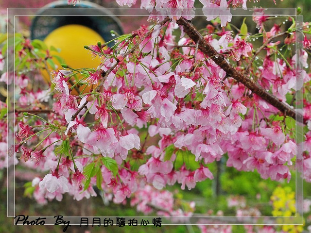  @民宿女王芽月-美食.旅遊.全台趴趴走