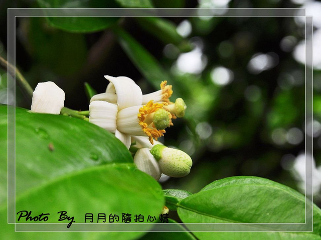  @民宿女王芽月-美食.旅遊.全台趴趴走