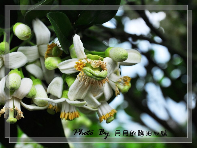  @民宿女王芽月-美食.旅遊.全台趴趴走